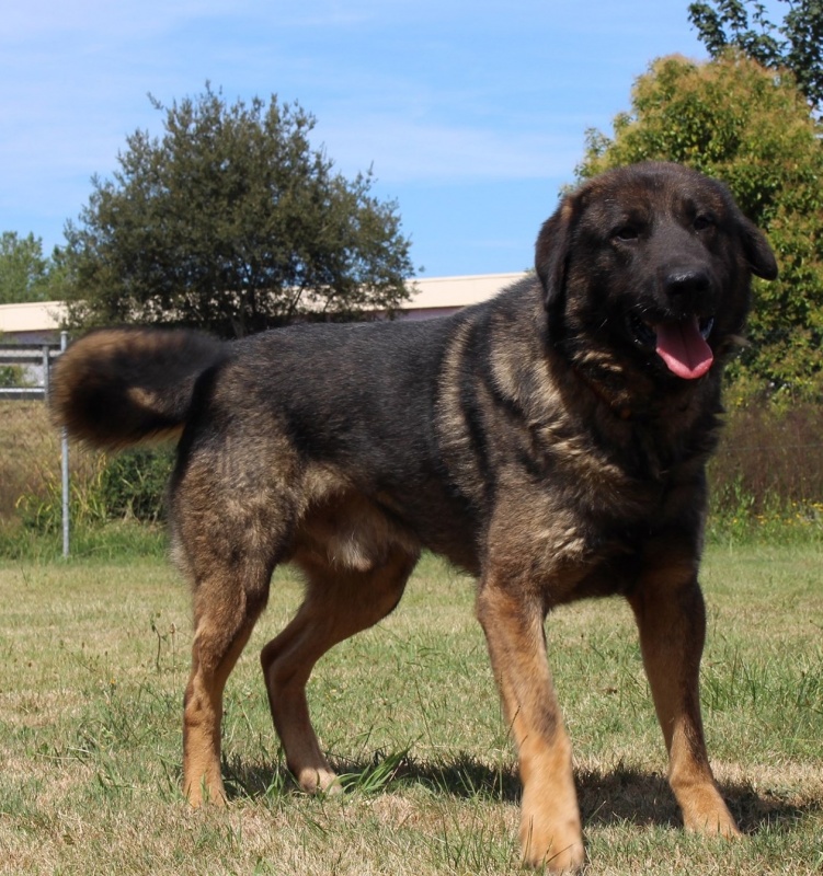 Foto Rocko