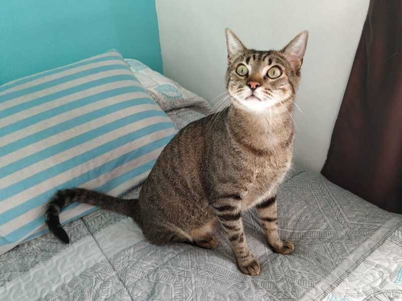 Foto Coco