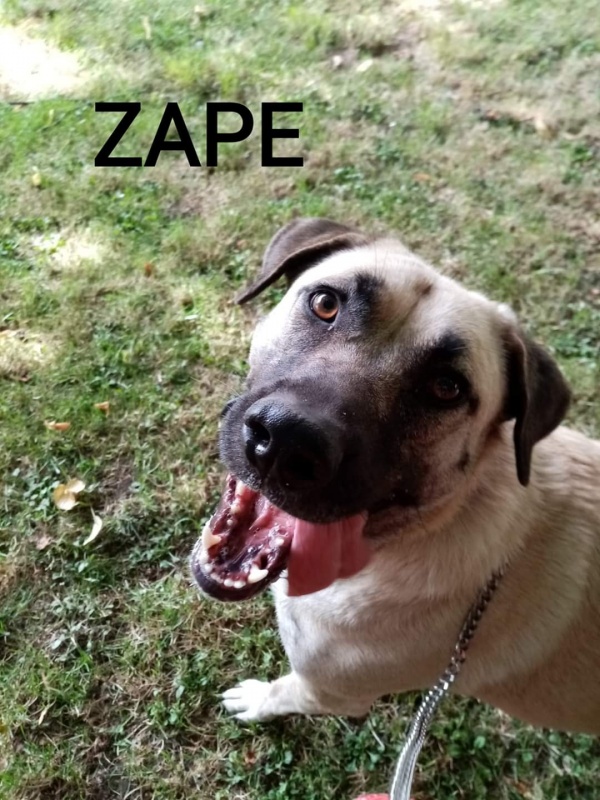 Foto Zipi y Zape