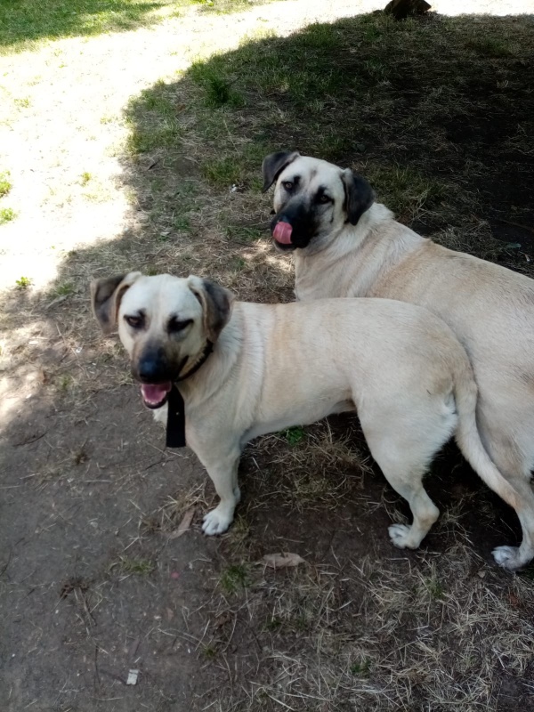 Foto Zipi y Zape