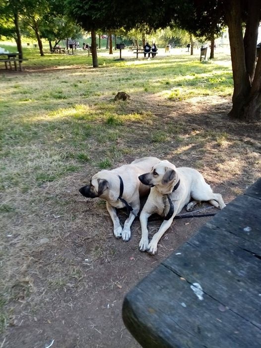 Foto Zipi y Zape