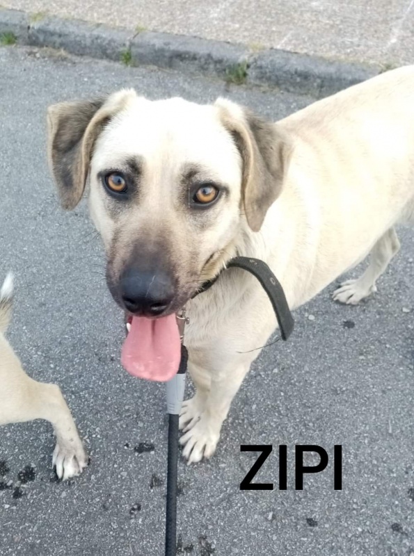 Foto Zipi y Zape