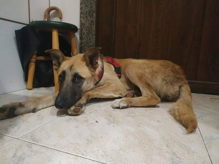 Foto Lira
