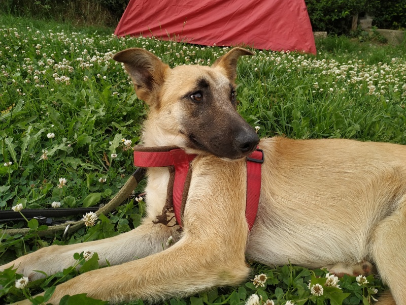 Foto Lira