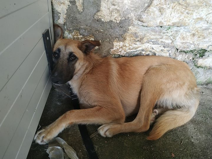 Foto Lira