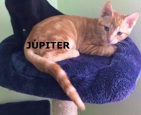 Foto Júpiter