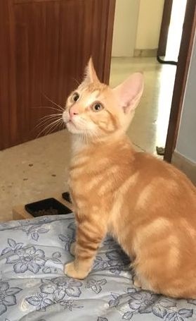 Foto Júpiter