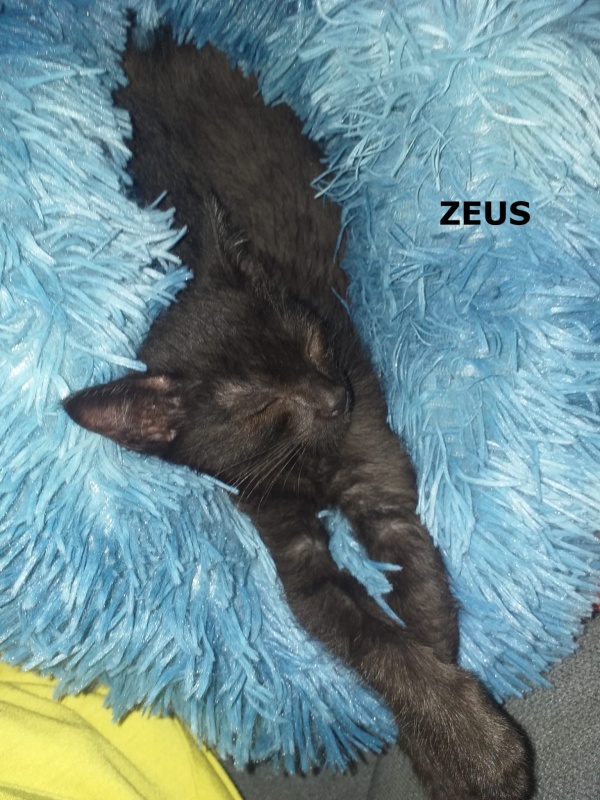 Foto Zeus