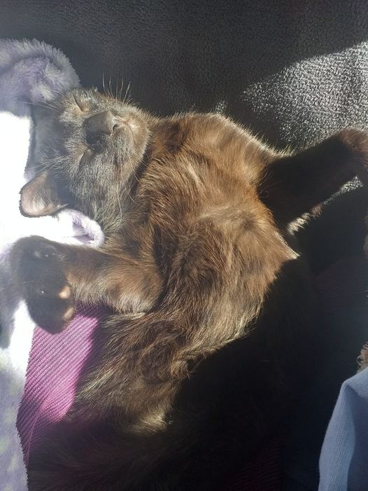Foto Zeus