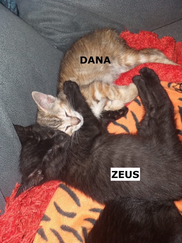 Foto Dana