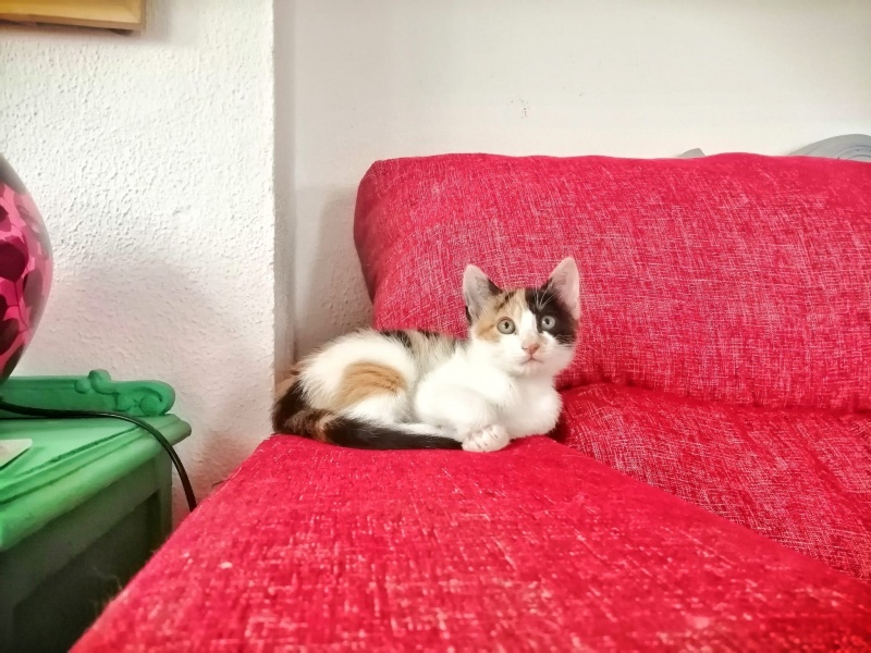 Foto Sue
