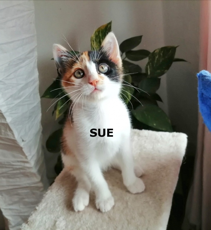 Foto Sue