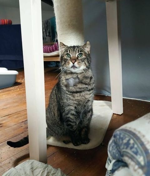 Foto Teddy