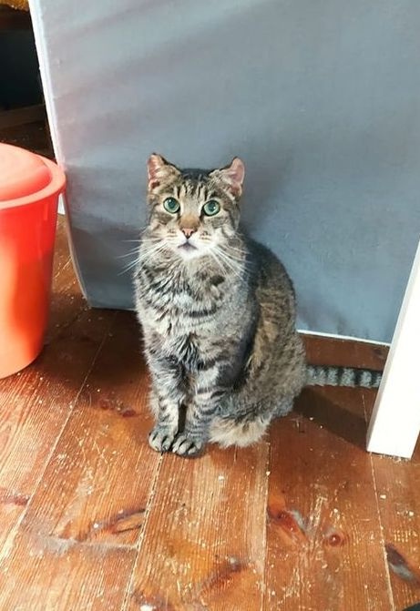 Foto Teddy