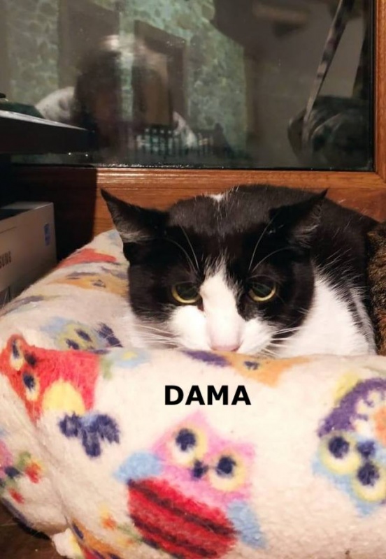 Foto Dama