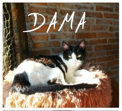 Foto Dama