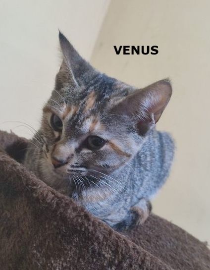 Foto Venus