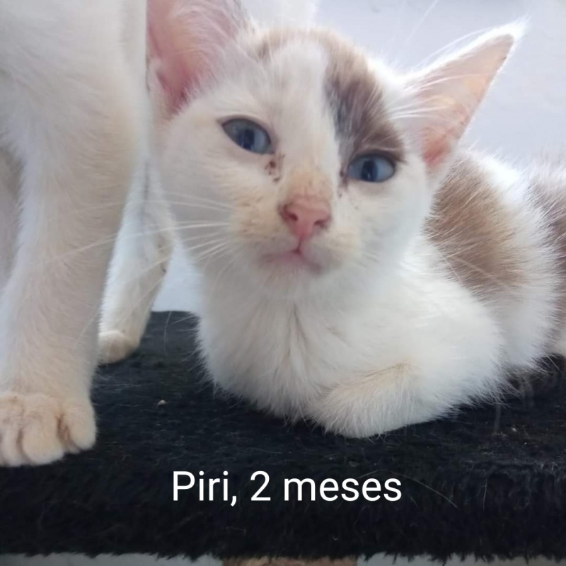 Foto Piri