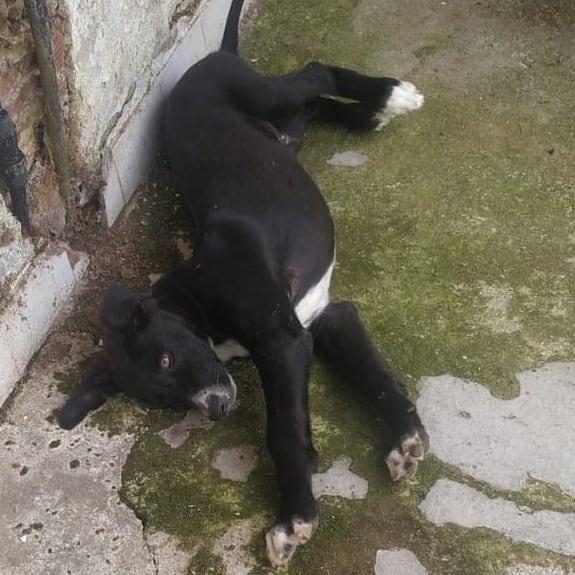 Foto Negri