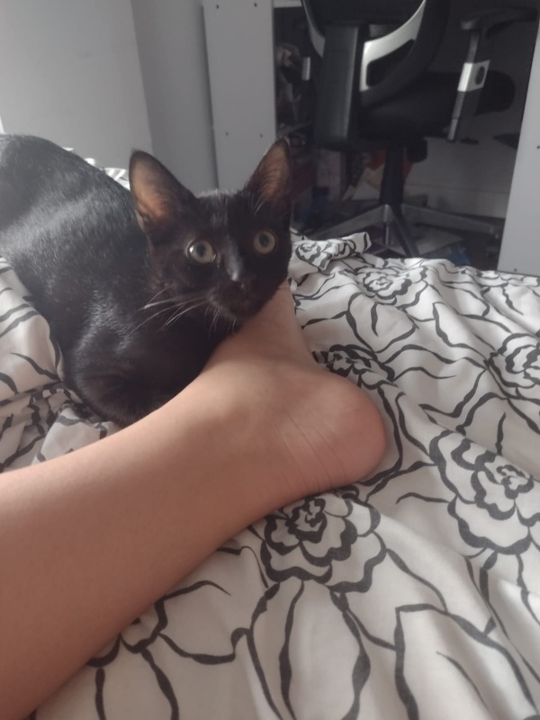 Foto Zeus