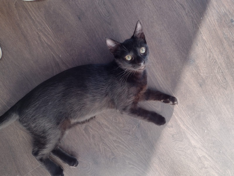 Foto Zeus