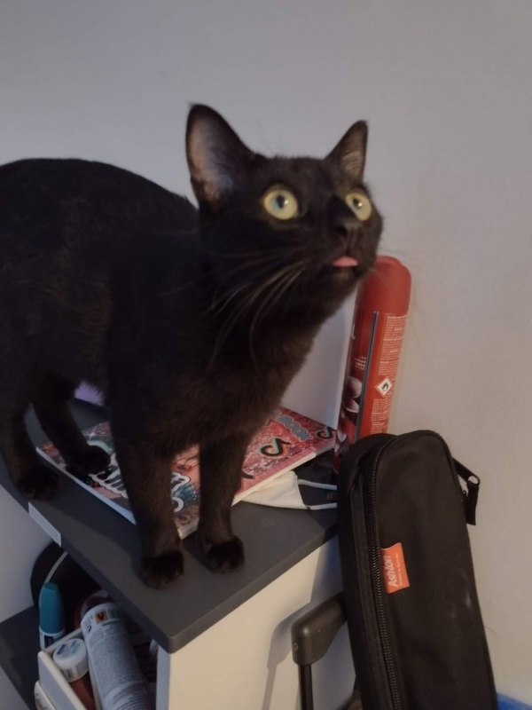 Foto Zeus