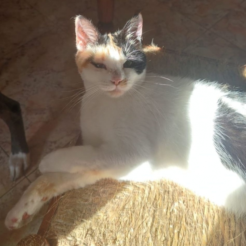 Foto Queen