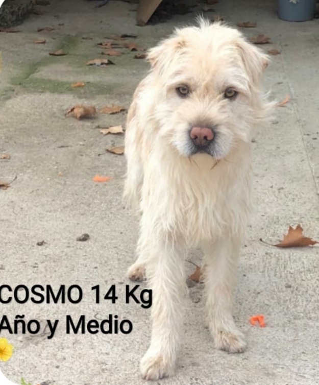 Foto Cosmo