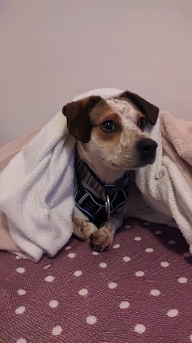 Foto Chico