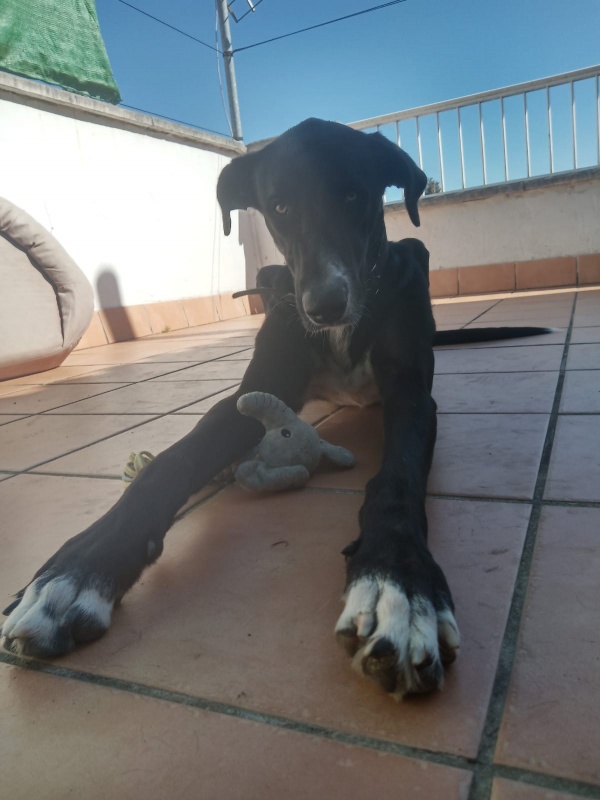 Foto Negri