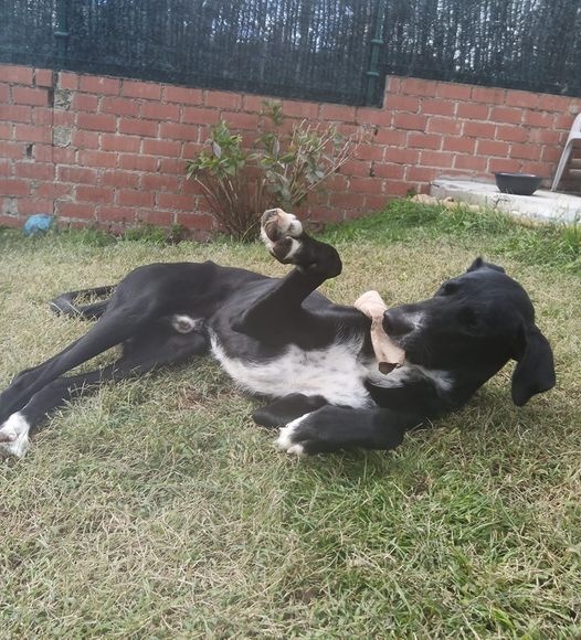 Foto Negri