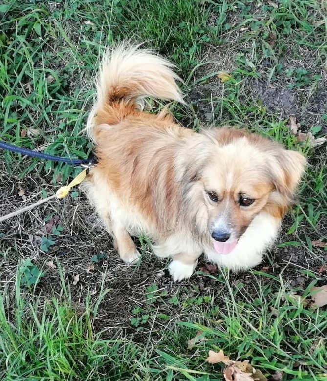 Foto Yako