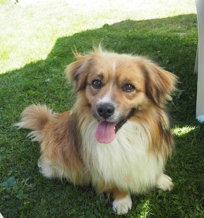 Foto Yako