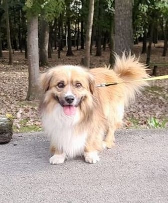 Foto Yako