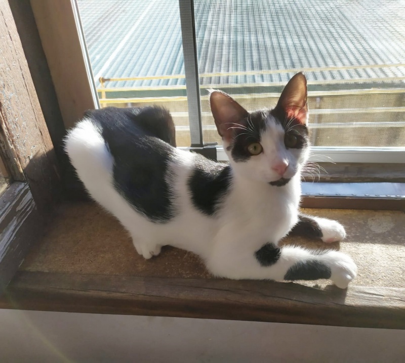 Foto Pantera