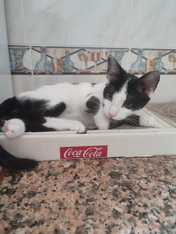 Foto Pantera