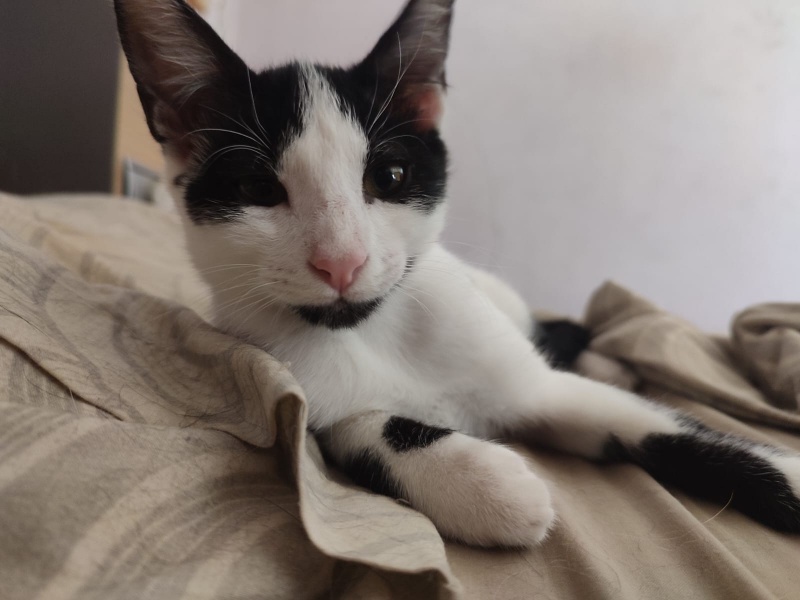 Foto Pantera