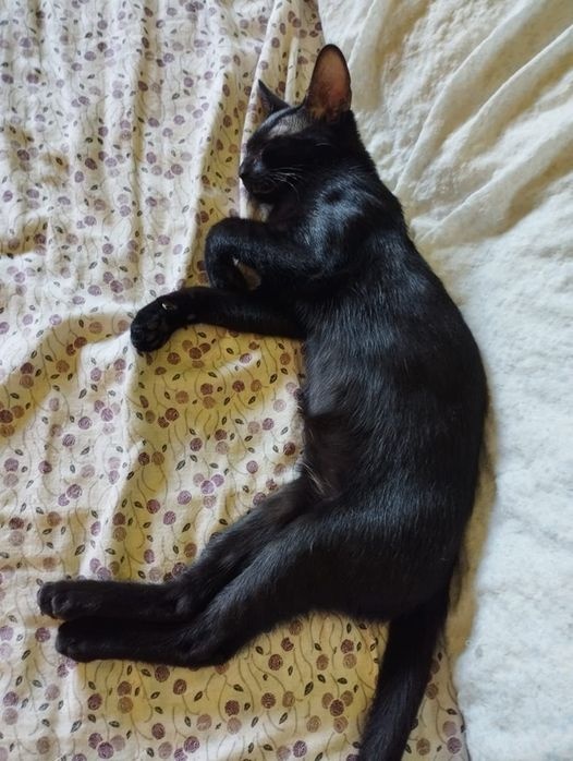 Foto Chelo