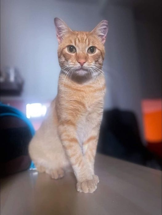 Foto Surigato