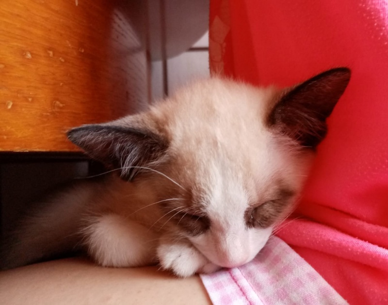 Foto Flap