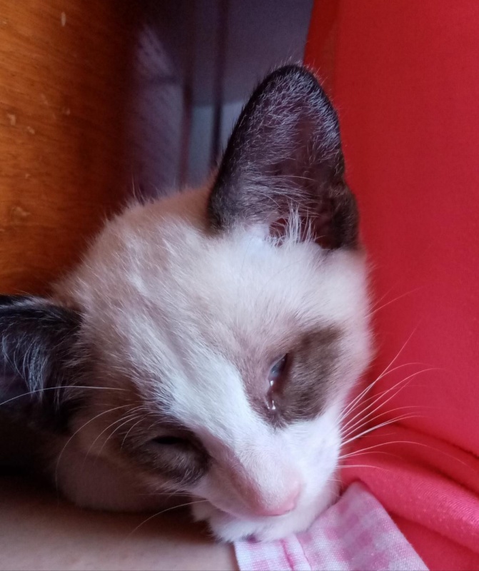 Foto Flap