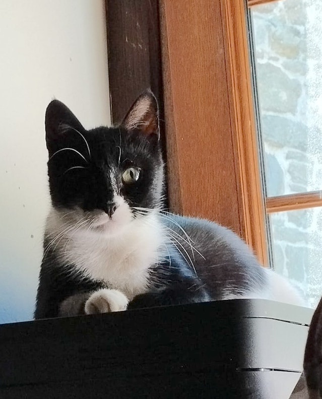 Foto Vega