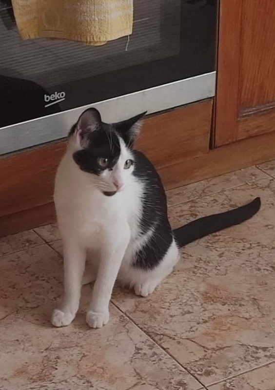 Foto Chula
