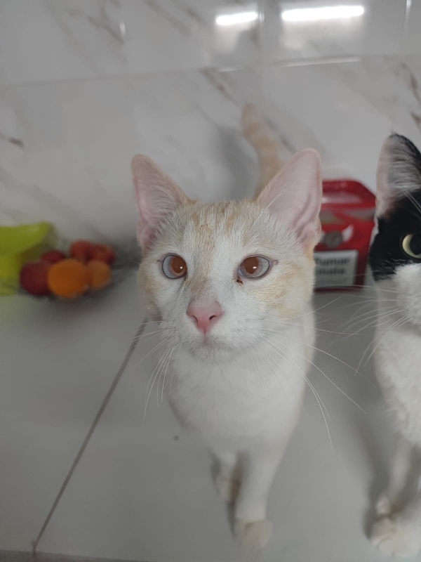 Foto Cirro