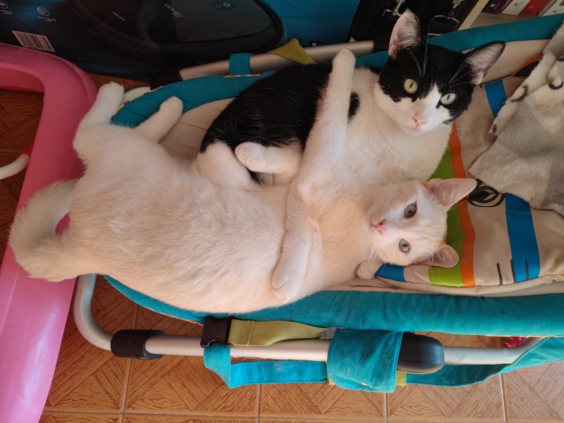 Foto Cirro