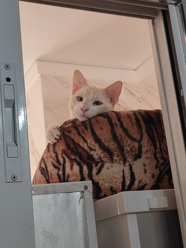 Foto Cirro