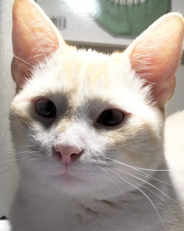 Foto Cirro
