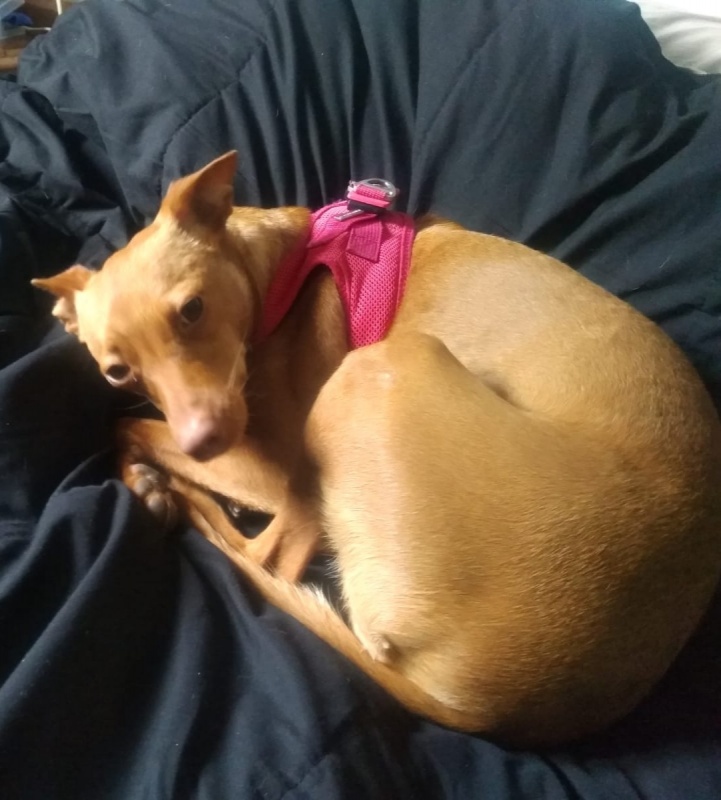 Foto Luna