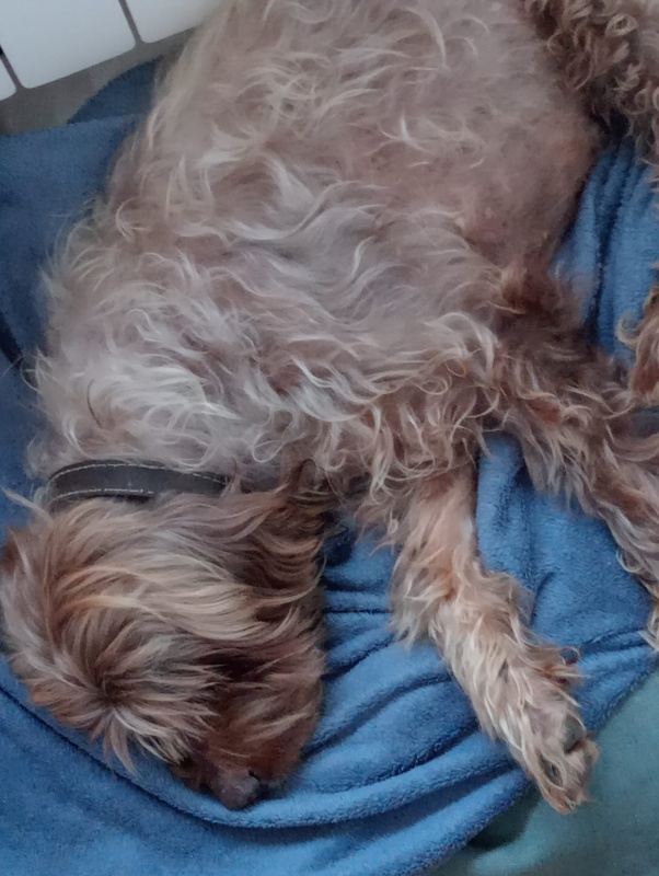 Foto Mocho