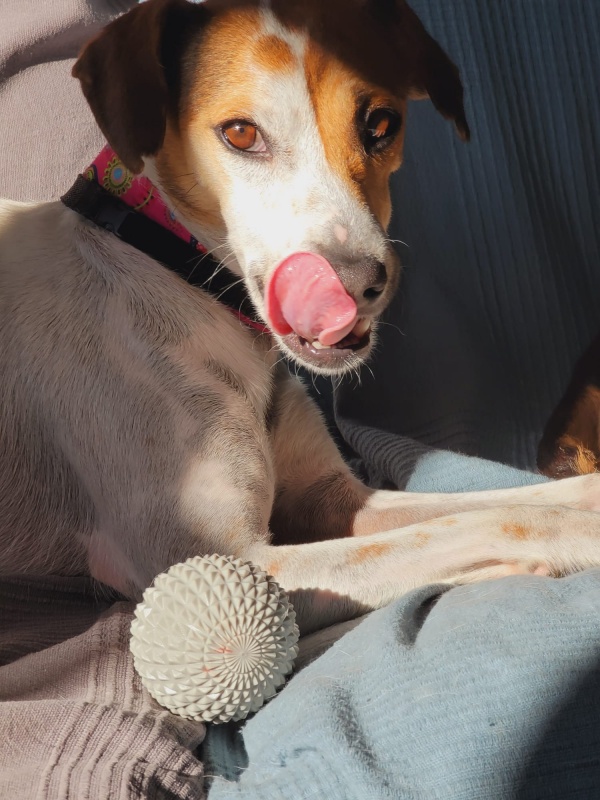 Foto Maya